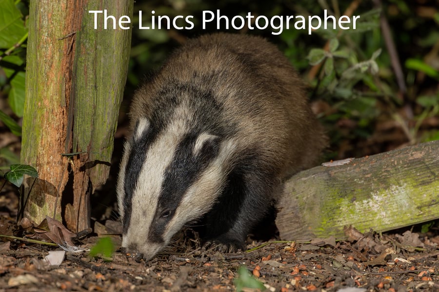 Badger print (Limited edition of 10)