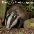 Badger print (Limited edition of 10)