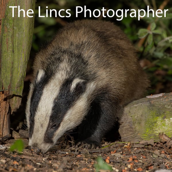 Badger print (Limited edition of 10)