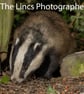 Badger print (Limited edition of 10)