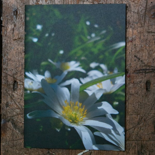 White Anemone Flower, A6 Greetings Card Nature Photography