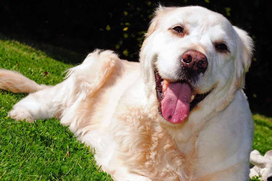Golden Retriever Dog Portrait Photograph Print
