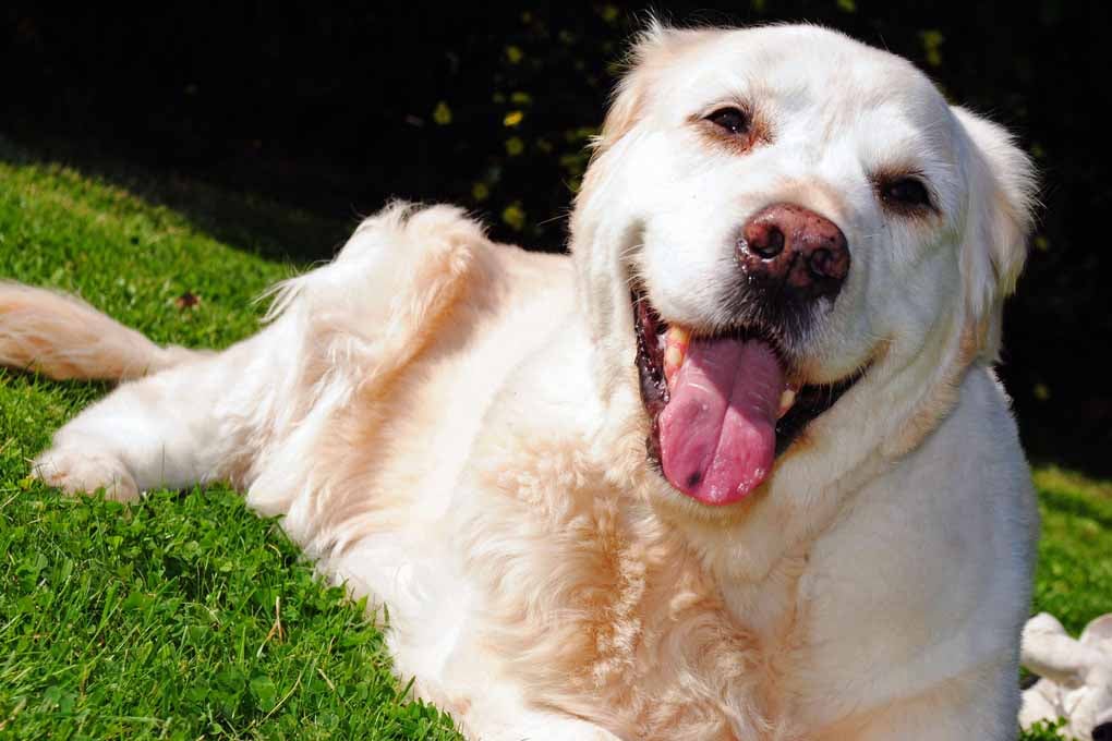 Golden Retriever Dog Portrait Photograph Print