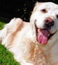 Golden Retriever Dog Portrait Photograph Print