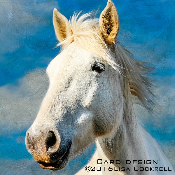 Exclusive Handmade Camargue Horse In The Clouds Greetings Card