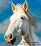 Exclusive Handmade Camargue Horse In The Clouds Greetings Card - Image 1