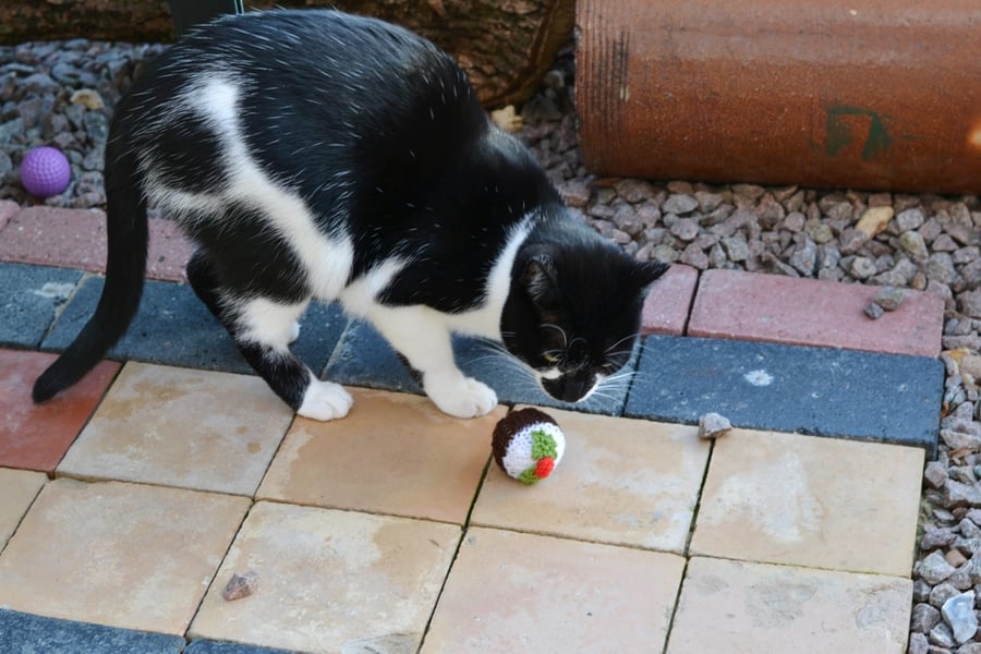 Cats Xmas Pudding Toy 