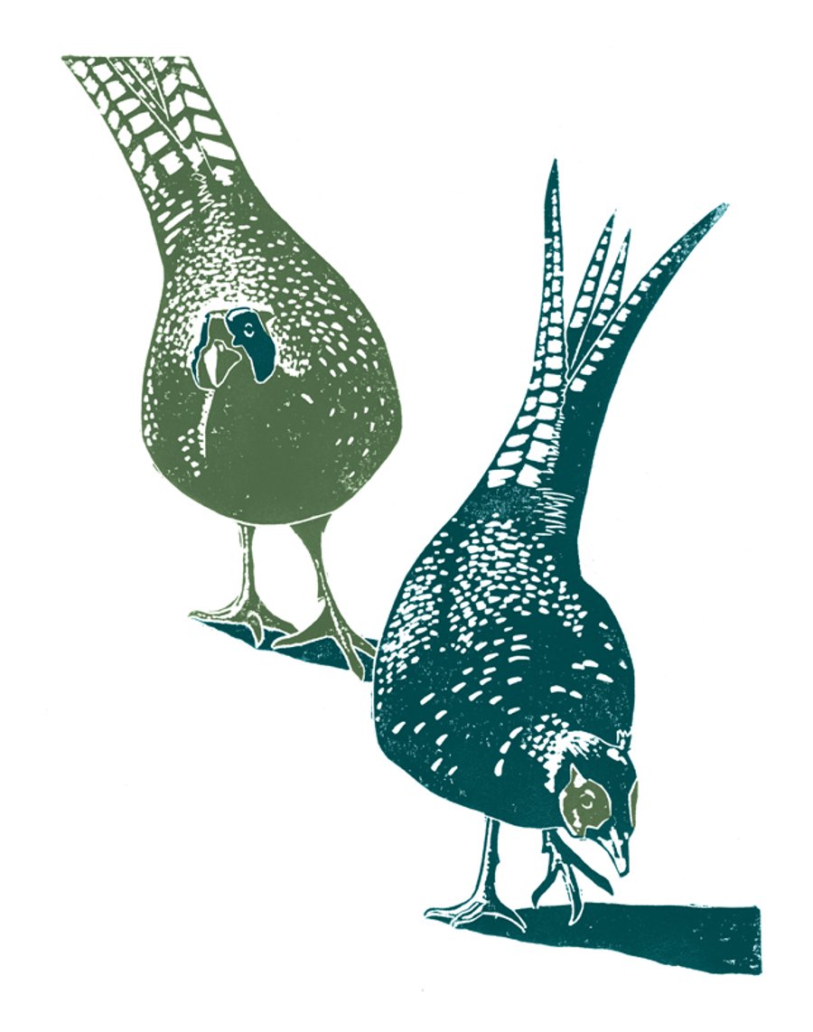 Pheasants A3 poster-print