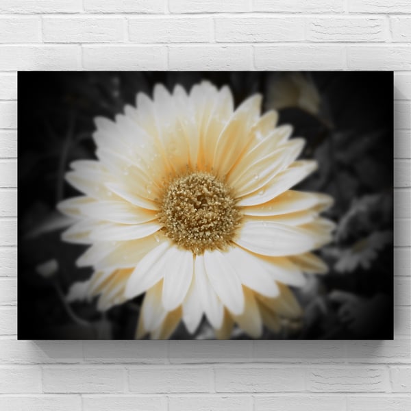 12x8 inch Silk Print White Daisy Flower