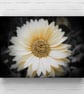 12x8 inch Silk Print White Daisy Flower
