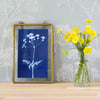 Cow Parsley Cyanotype No. 1 in gold edged frame
