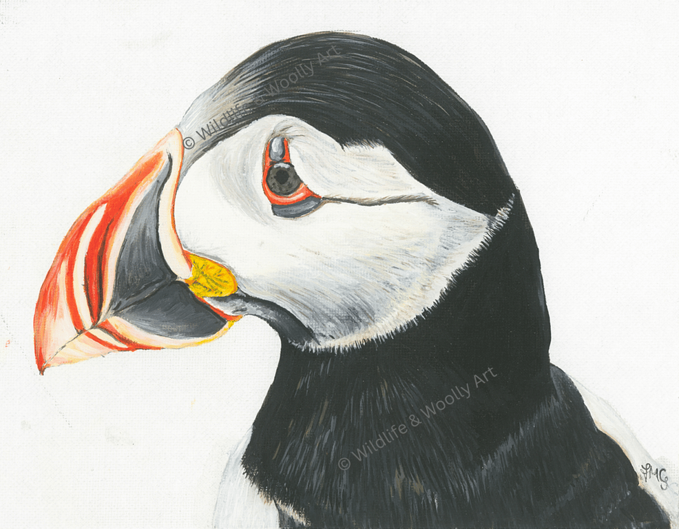 Painted Puffin (12"x10") Limited Edition Print - 1 of 20