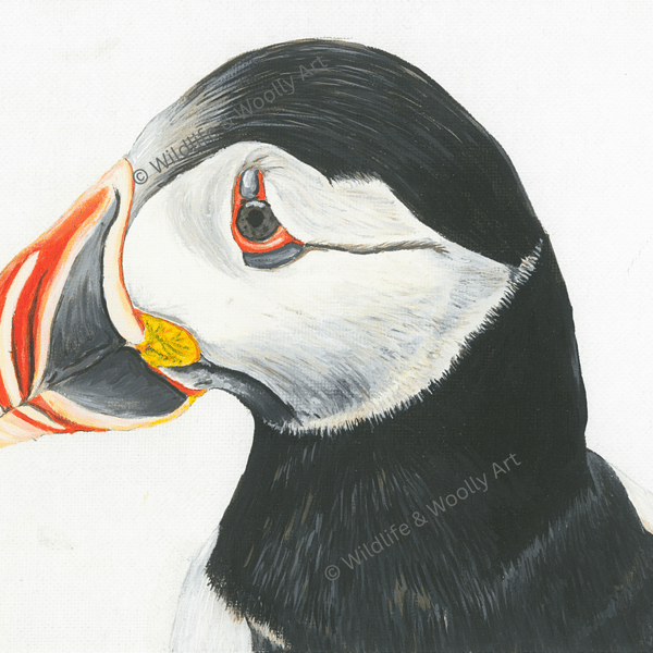 Painted Puffin (12"x10") Limited Edition Print - 1 of 20