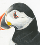 Painted Puffin (12"x10") Limited Edition Print - 1 of 20