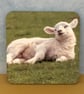Coaster - Sleepy Lamb - Image 1