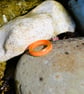 Orange banded Resin finger ring.