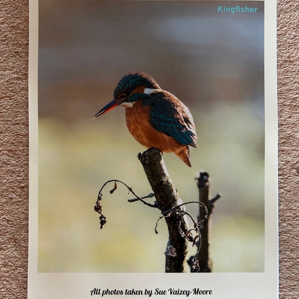 2025 Wall Calendar with Original Photos of British Wildlife