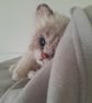 Ragdoll Kitten, dotpebblesknits Design - Image 9