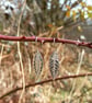 Large Silver Buddleia Leaf Earrings - Recycled Silver Leaf Earrings - Image 1
