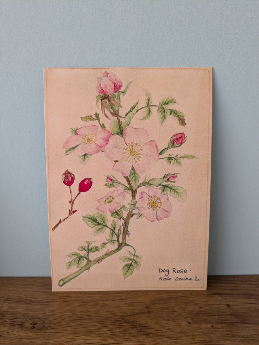 Dog rose mini print 