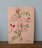 Dog rose mini print 