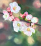 Spring blossom placemat: cork backed hardboard design - Image 1