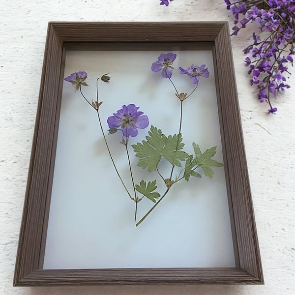 Pressed Blue Geranium Botanical Art in a Glass & wood floating frame