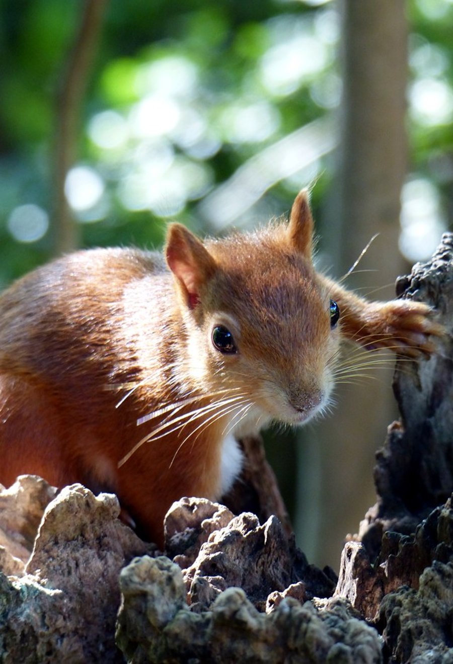 Red Squirrel
