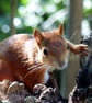 Red Squirrel - Image 1