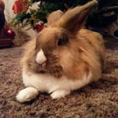 ScattyBun Jewellery
