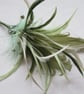 Shades of Olive Apple Sage Green & Pearl Regency Feather Sprig Headpiece Pin - Image 5