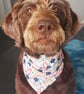 Elasticated slip-on Dog Bandana - Size XL-XXL - Image 9