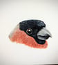 Male Bullfinch Portrait Painting  - Image 2