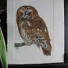 Tawny owl hand painted drypoint etching