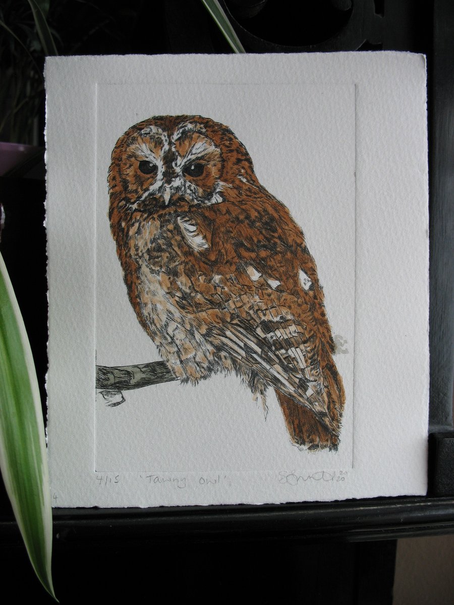 Tawny owl hand painted drypoint etching