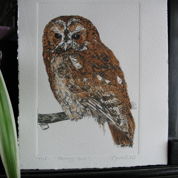 Tawny owl hand painted drypoint etching