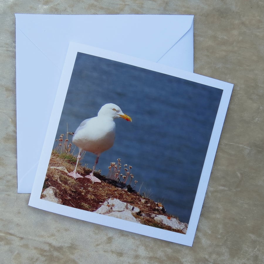 Seagull.  A card featuring an original photograph.  Blank inside.