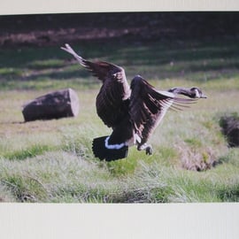 Photographic greetings card of a Canada goose, wings closing . 