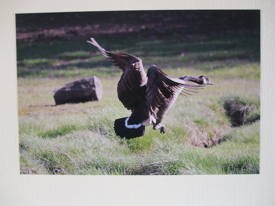 Photographic greetings card of a Canada goose, wings closing . 