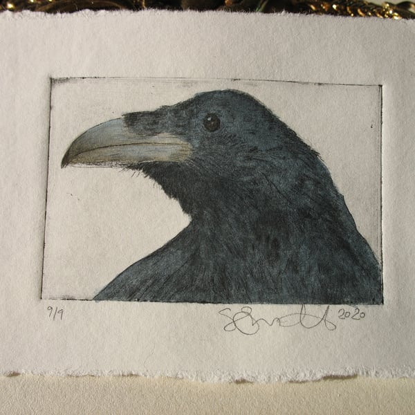 Sweet little raven drypoint etching and watercolour
