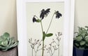 Pressed Flower Framed Art