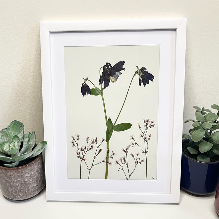 Handmade Real Pressed Flower Framed Art, Aquilegia