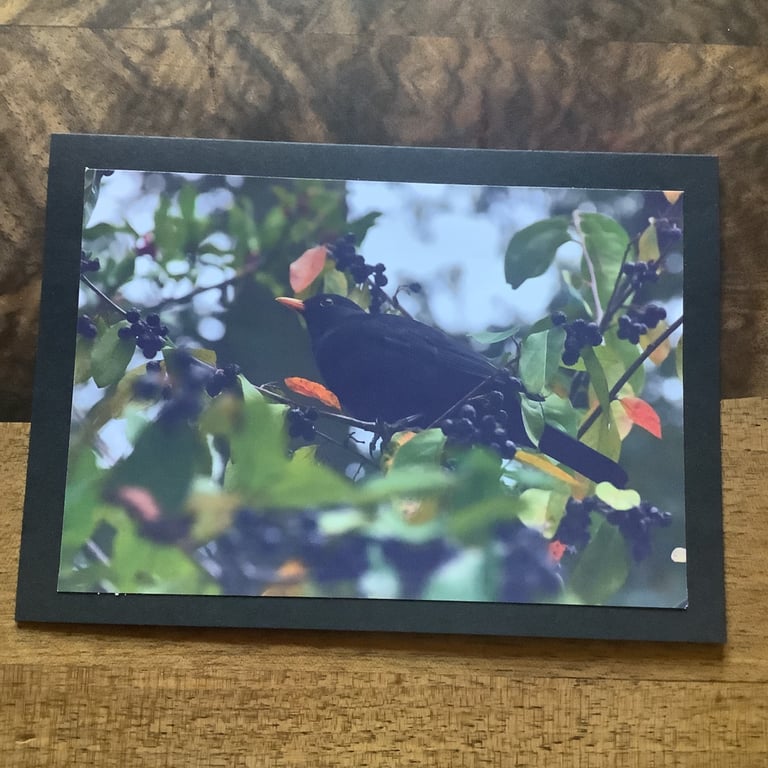 Handmade photo greeting card 'Blackbird and Berries'