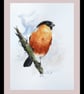Bullfinch, Original Watercolour Painting. - Image 2