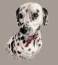 Pet Portrait - Image 4