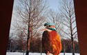 Kingfisher