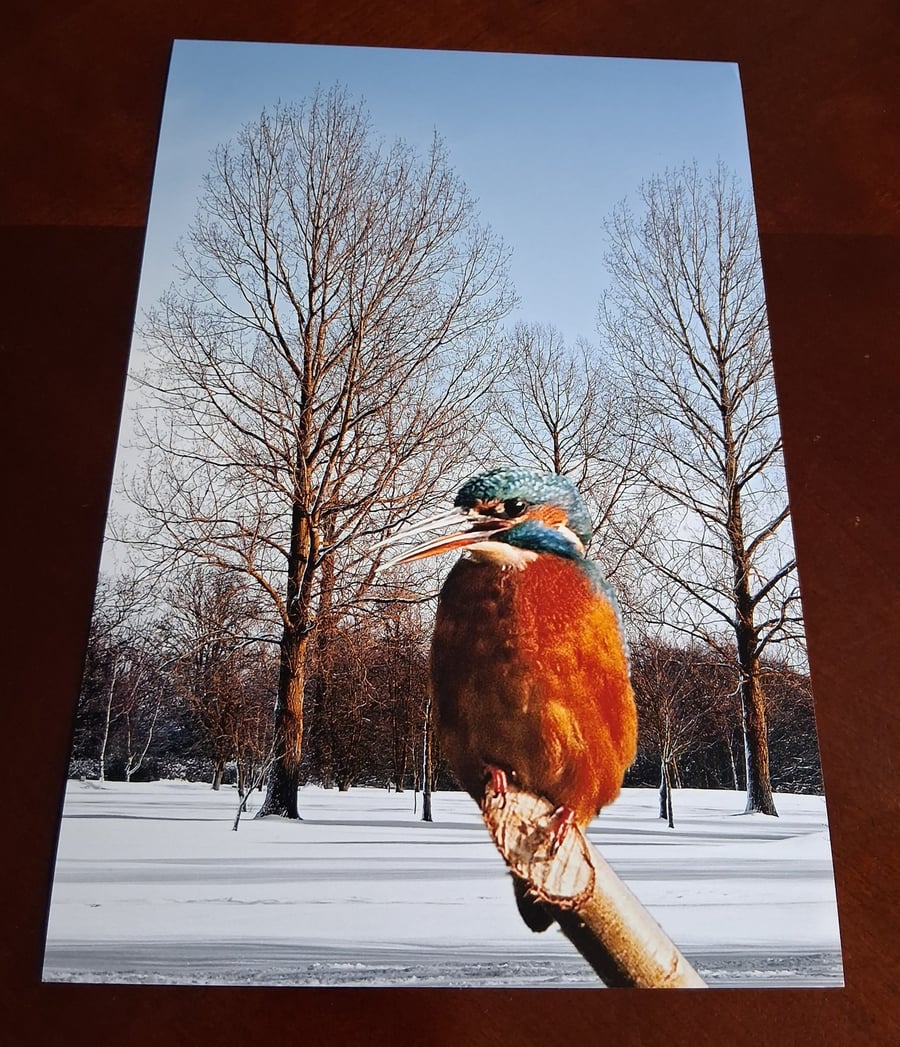 KINGFISHER IN THE SNOW PHOTOGRAPH 