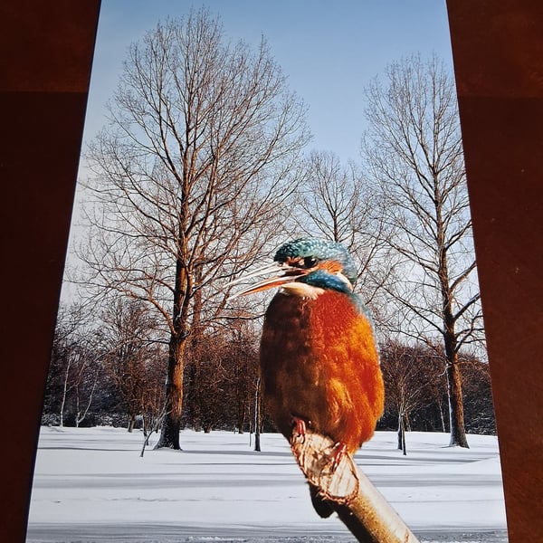 KINGFISHER IN THE SNOW PHOTOGRAPH 