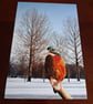 KINGFISHER IN THE SNOW PHOTOGRAPH 
