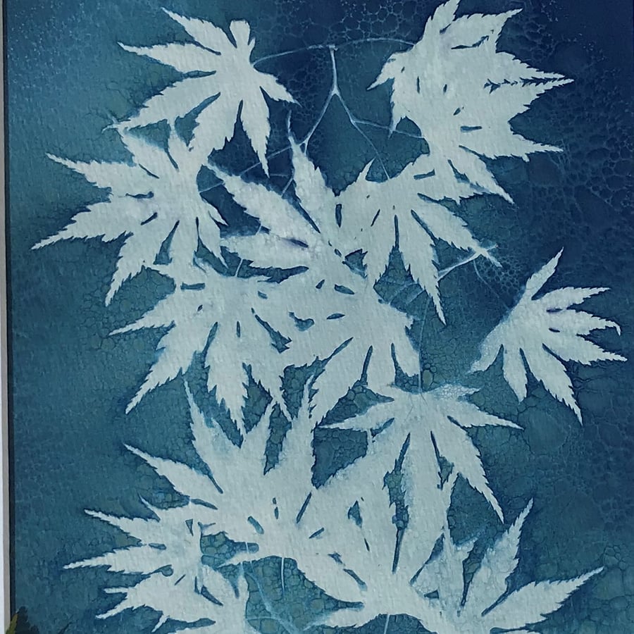 Aoki - Japanese Maple Cyanotype Art, certified as original art.